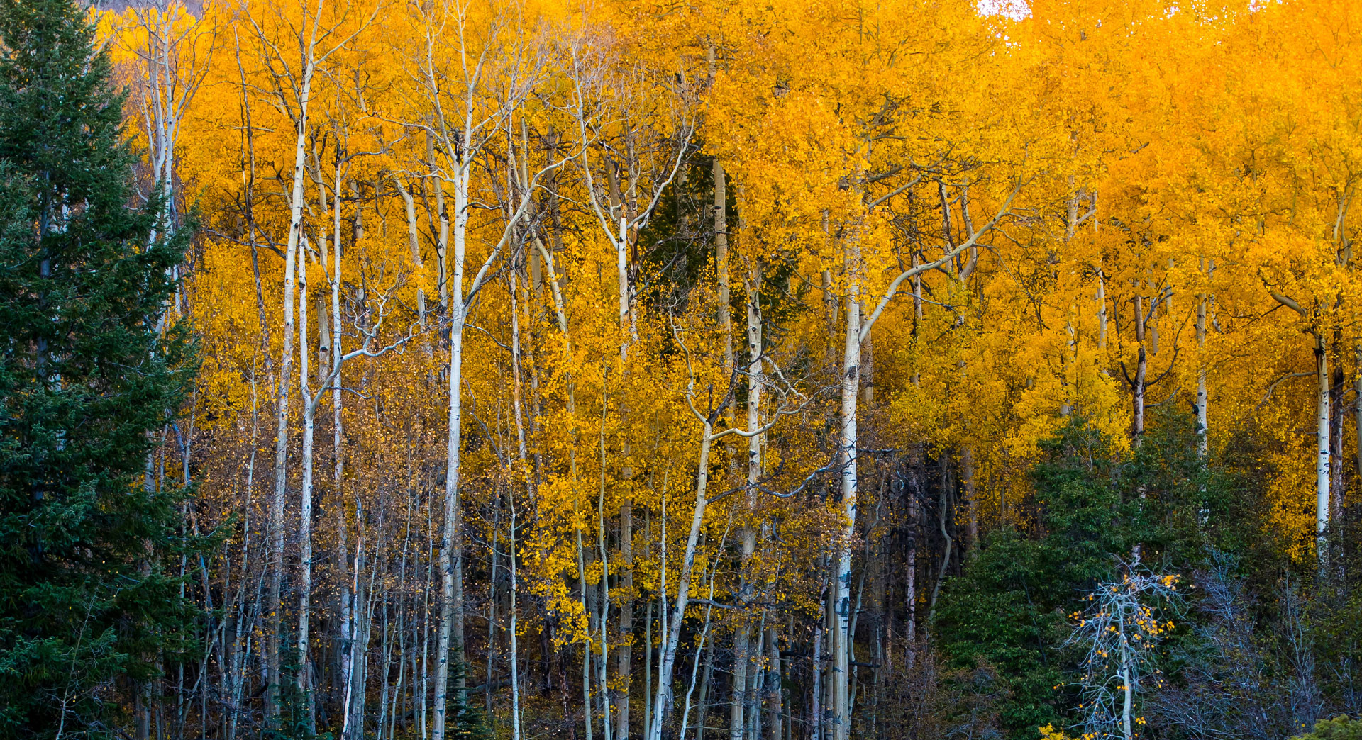 Aspen View