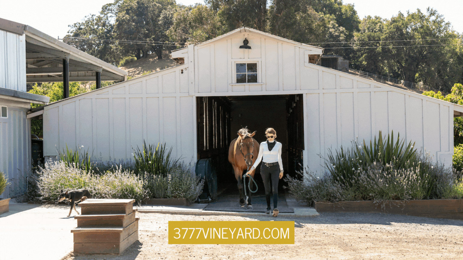 3777Vineyard.com