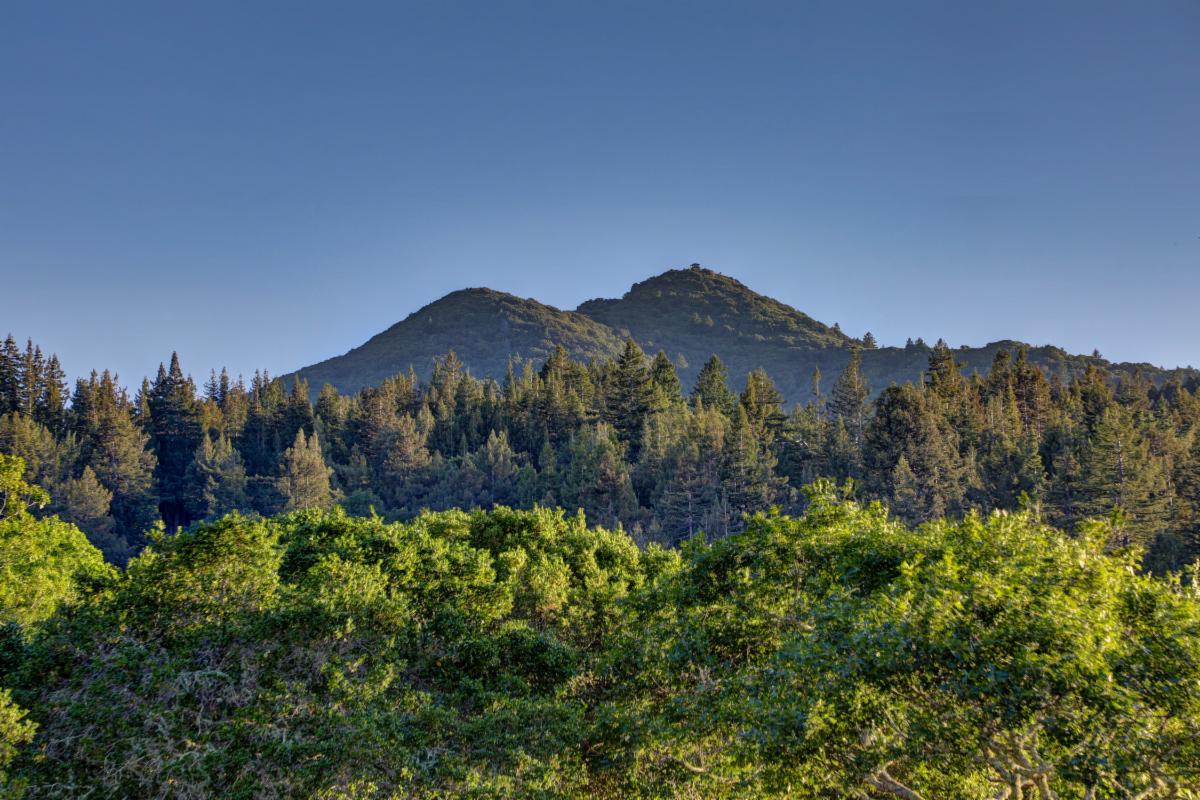 View of Mt Tam