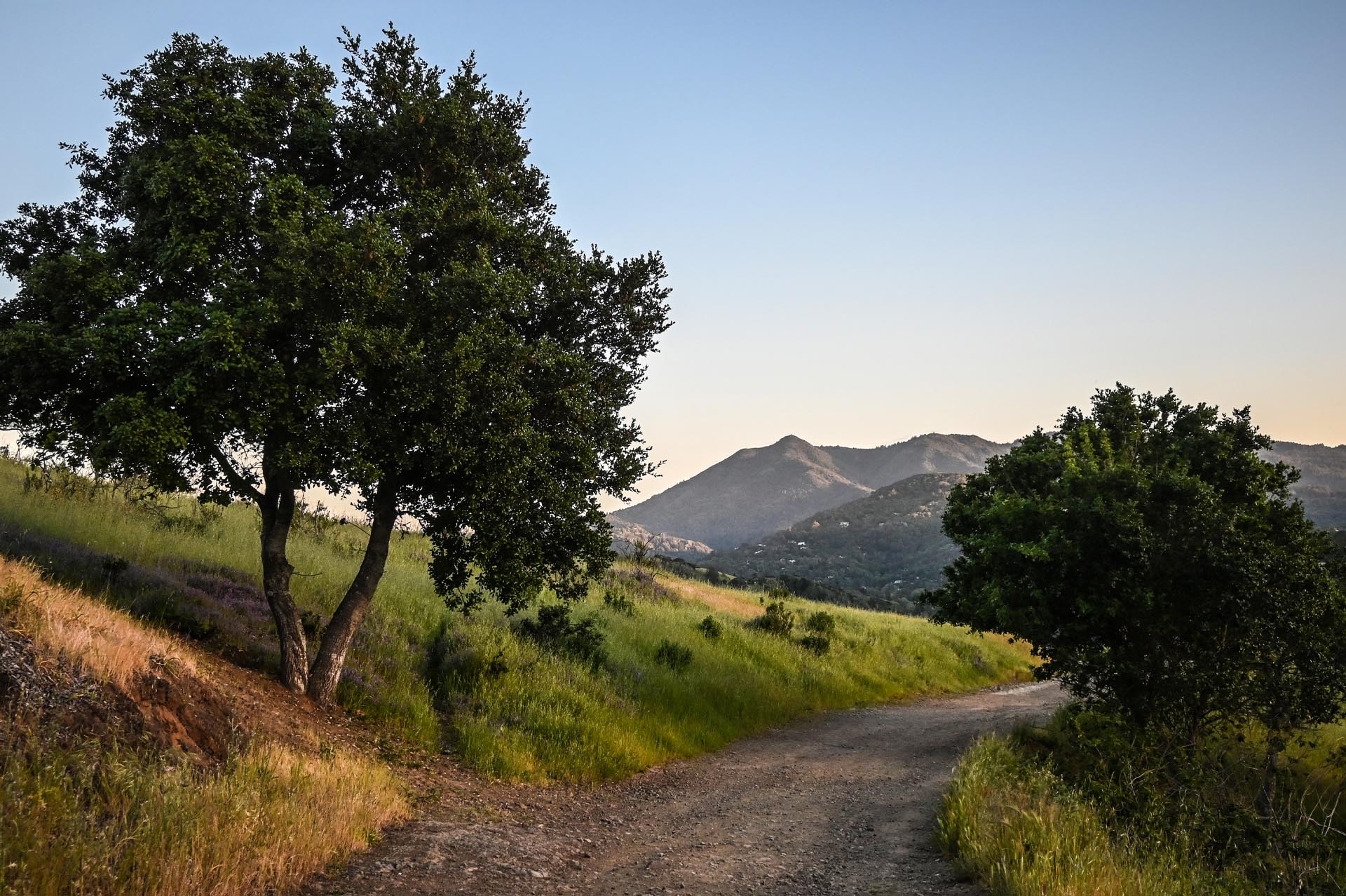 Path through Marin County hills